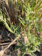 Crotalaria mocubensis
