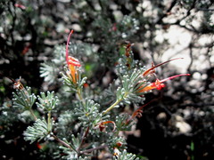Adenanthos argyreus