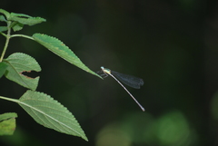 Caconeura