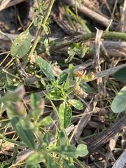 Crotalaria mocubensis