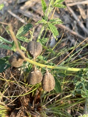 Crotalaria mocubensis