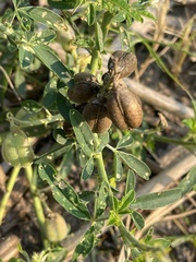 Crotalaria mocubensis