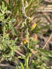 Crotalaria mocubensis