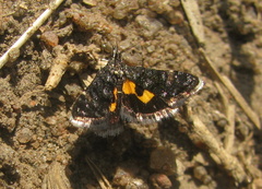 Heliothela ophideresana