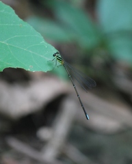Caconeura
