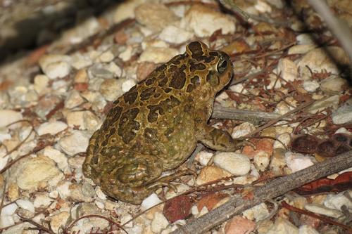 Vandijkophrynus gariepensis