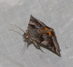 Catocala badia coelebs