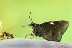 Notocrypta feisthamelii