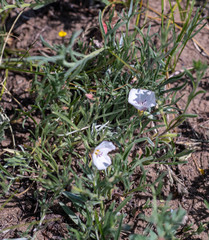Convolvulus ammannii