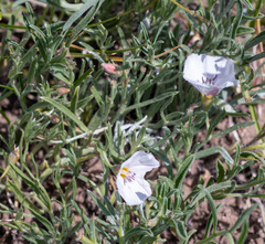 Convolvulus ammannii