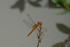 Crocothemis servilia
