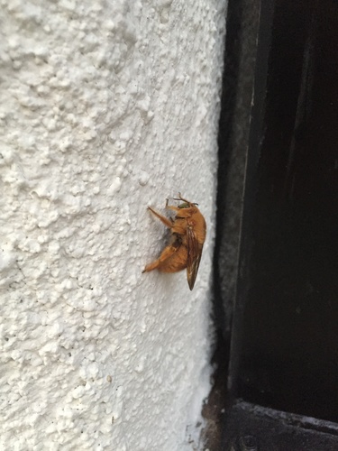Valley carpenter bee