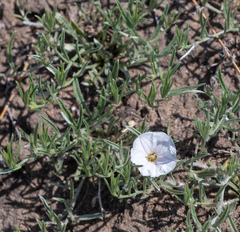 Convolvulus ammannii