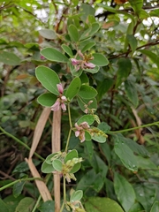 Lespedeza davidii