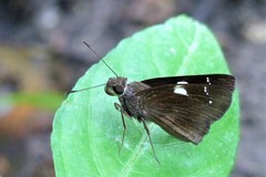 Notocrypta feisthamelii