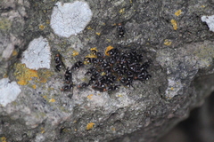 Cerastipsocus trifasciatus