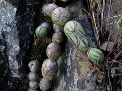 Baculellum articulatum