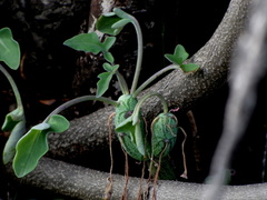 Baculellum articulatum