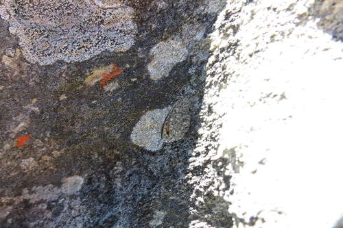 Clark's rocksitter