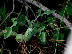 Baculellum articulatum