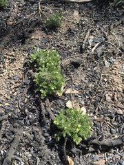 Galium ambiguum