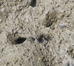 Macrophthalmus pacificus