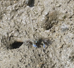 Macrophthalmus pacificus