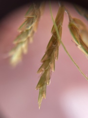 Cyperus esculentus leptostachyus
