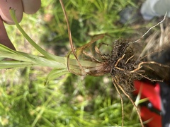 Cyperus esculentus leptostachyus