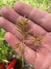 Cyperus esculentus leptostachyus