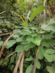 Lespedeza davidii