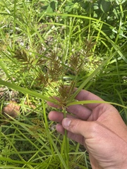 Cyperus esculentus leptostachyus
