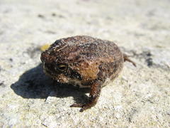 Breviceps rosei rosei