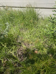 Cyperus esculentus leptostachyus