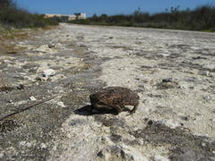 Breviceps rosei rosei