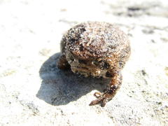 Breviceps rosei rosei