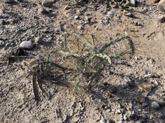 Cylindropuntia molesta