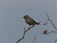 Anairetes flavirostris