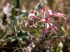 Pelargonium longifolium