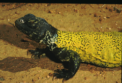 Uromastyx nigriventris