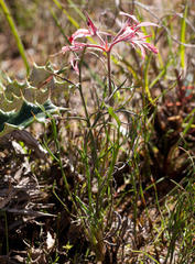 Pelargonium longifolium