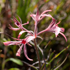 Pelargonium longifolium