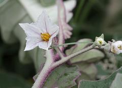 Solanum lichtensteinii