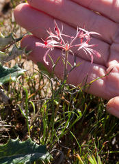 Pelargonium longifolium