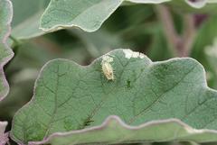 Solanum lichtensteinii