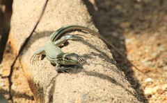 Aspidoscelis lineattissimus