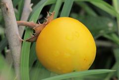 Solanum lichtensteinii