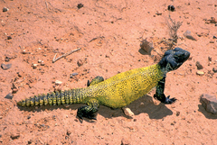 Uromastyx nigriventris