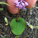 Button-leaf African Hyacinth - Photo no rights reserved, uploaded by Peter Warren