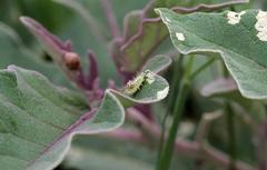 Solanum lichtensteinii
